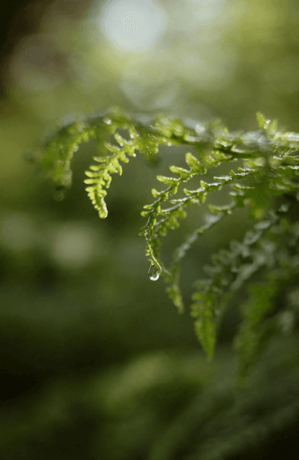 Təbiət və Sağlamlıq